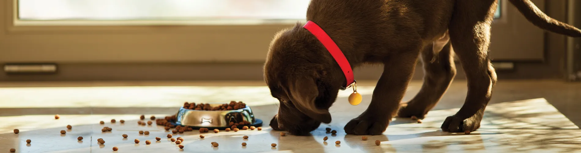 Voorkant -HondHap Verkoop banner942